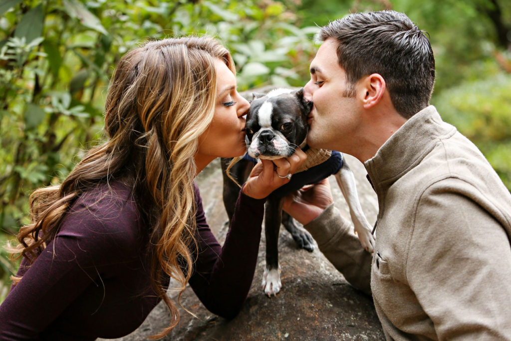 Boston terrier family portrait