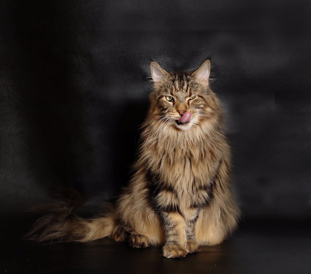 New Jersey Maine Coon Photography