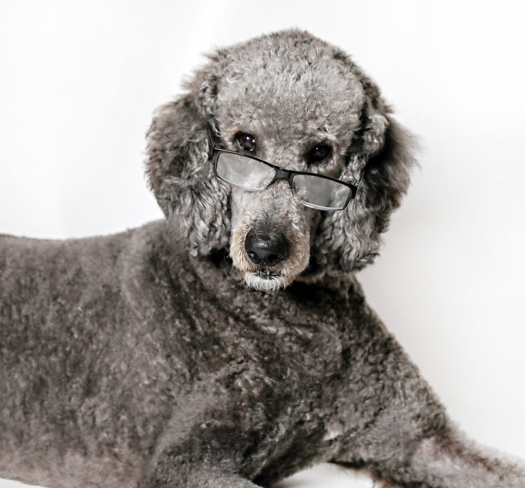 New Jersey Poodle photographer